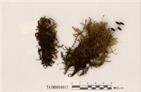 藏品(扭葉鐮刀苔)的圖片